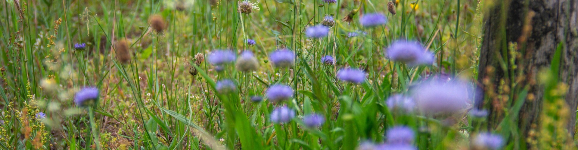 Korenbloemen-berm