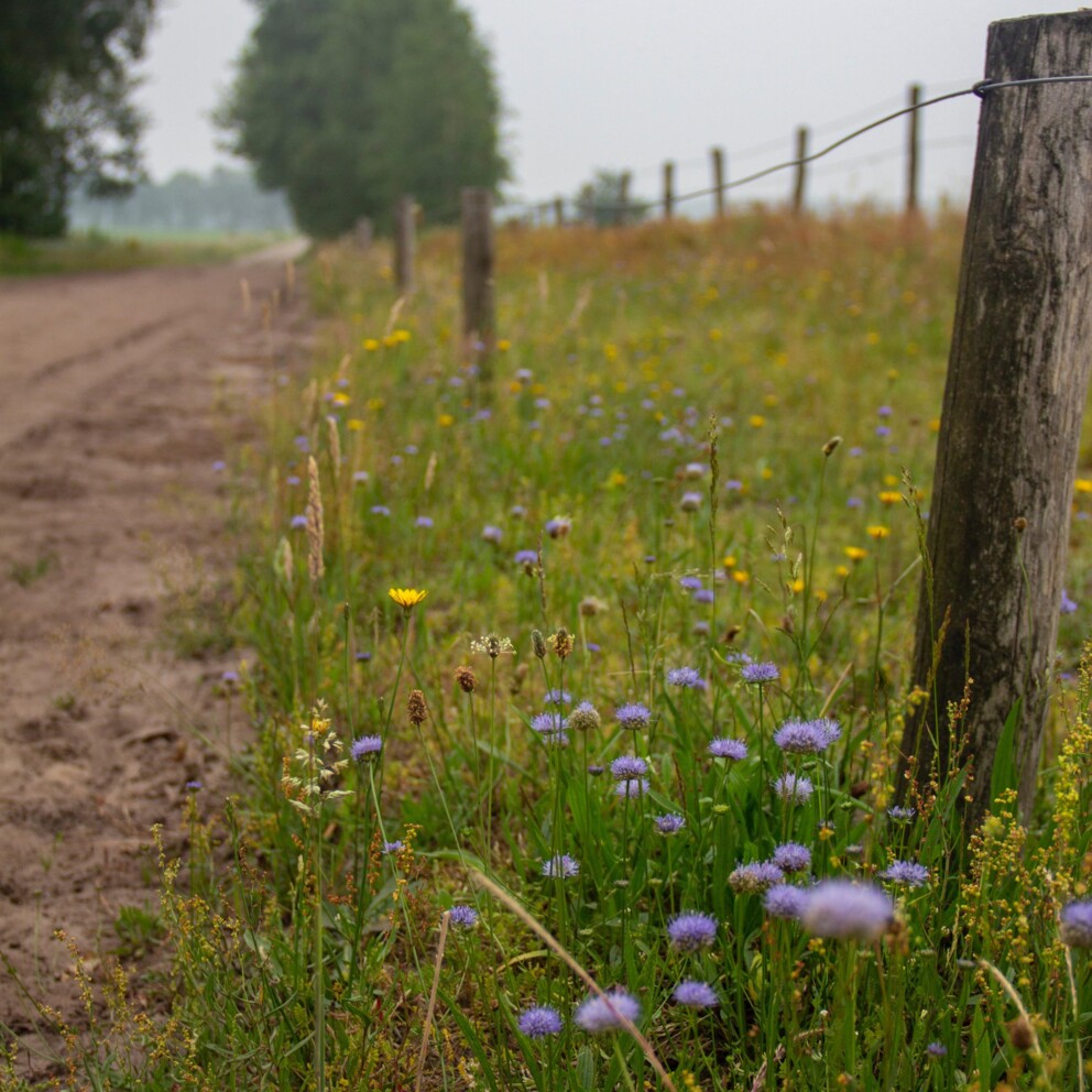 Ecologisch-bermbeheer