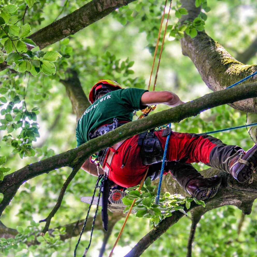 Boomverzorging-in-Turnhout-en-de-provincie-Antwerpen