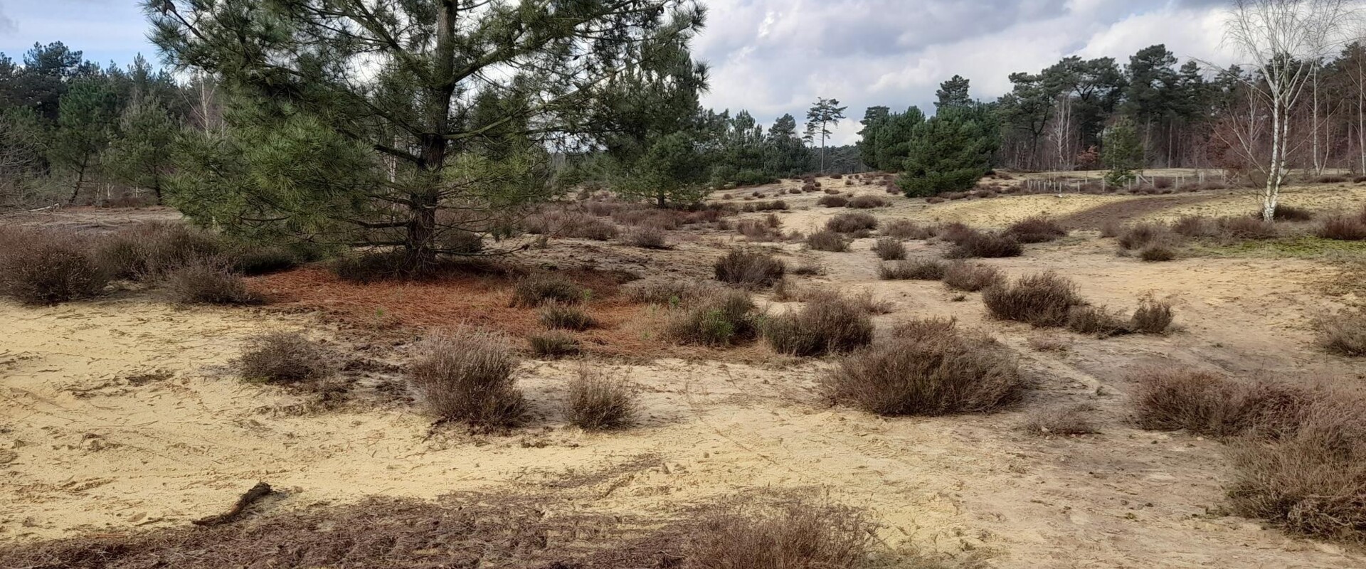 Verwijderen-mos-Hoge-Heide-Lichtaart-februari-2024_1