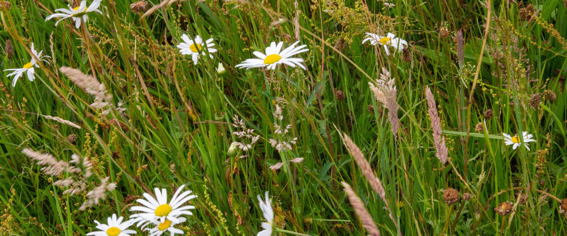 Margriet