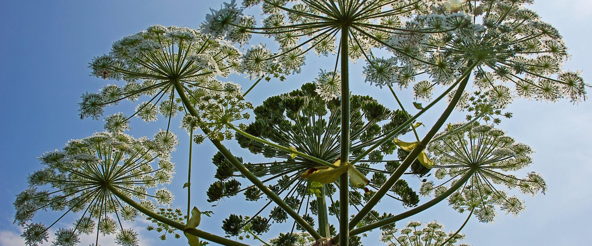 tree-nature-branch-plant-flower-botany-888425-pxhere.com