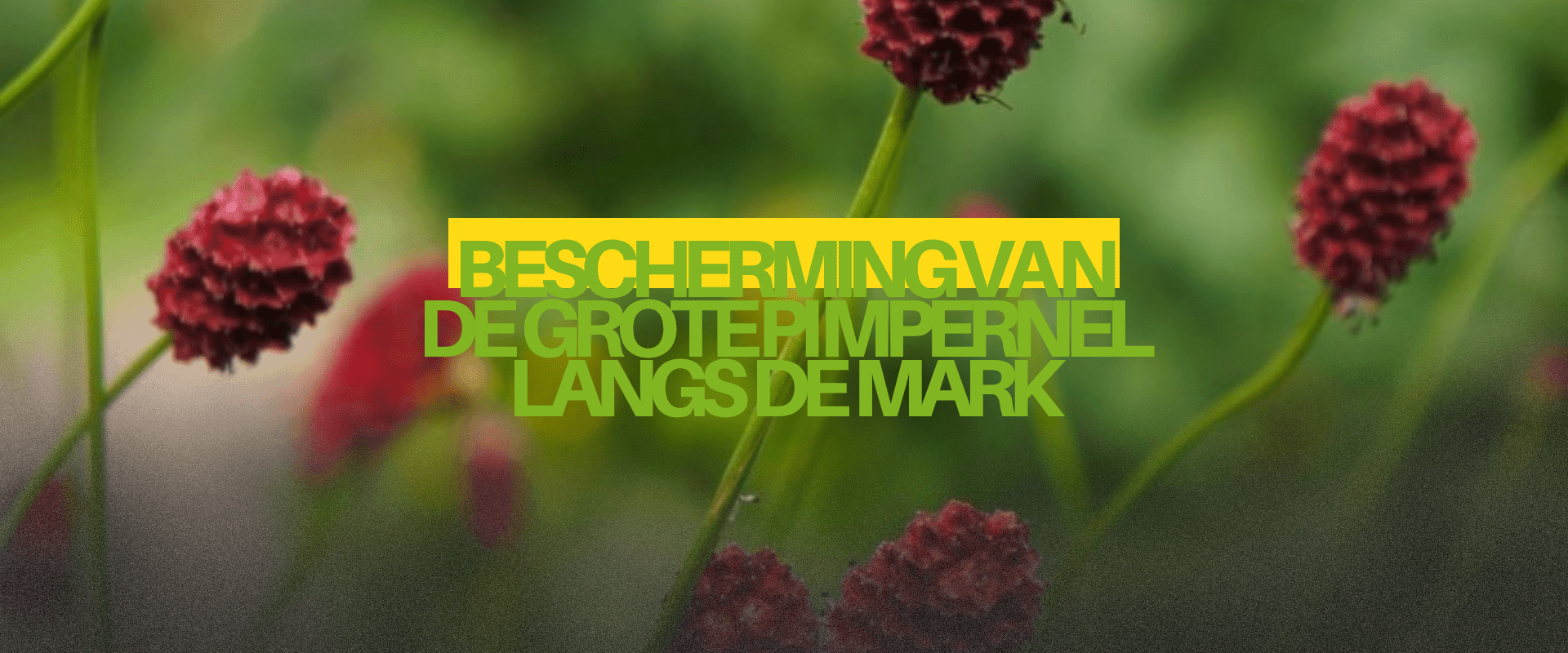 Bescherming-va-n--de--Grote-Pi-mpernel-langs--de--Mark