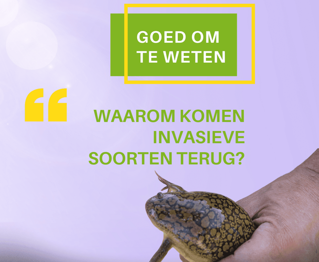 Waarom invasieve soorten niet verdwijnen na één ingreep: lessen uit een praktijkproject in Vlaanderen