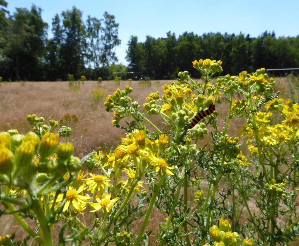 Natuurbeheer bedrijfsterreinen VITO ism Natuurwerk.