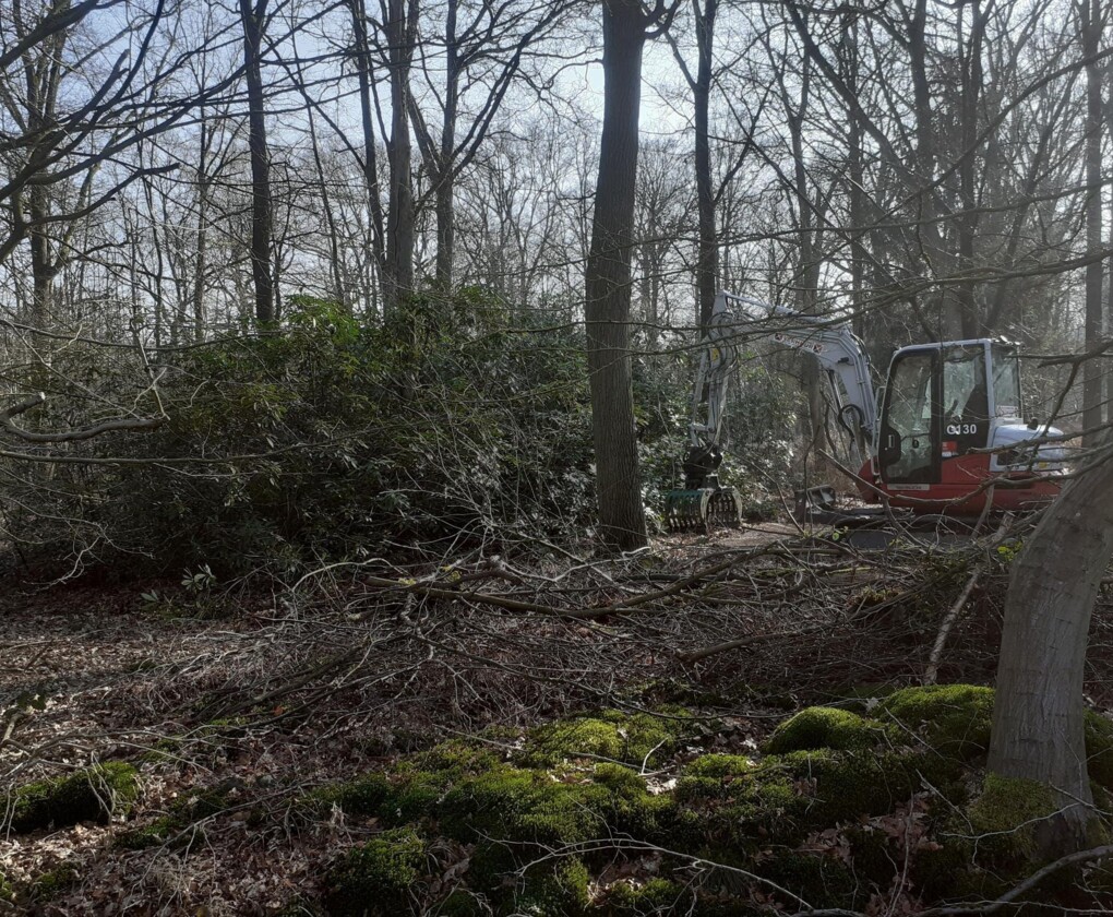 Rododendronbestrijding Grotenhoutbos Vosselaar