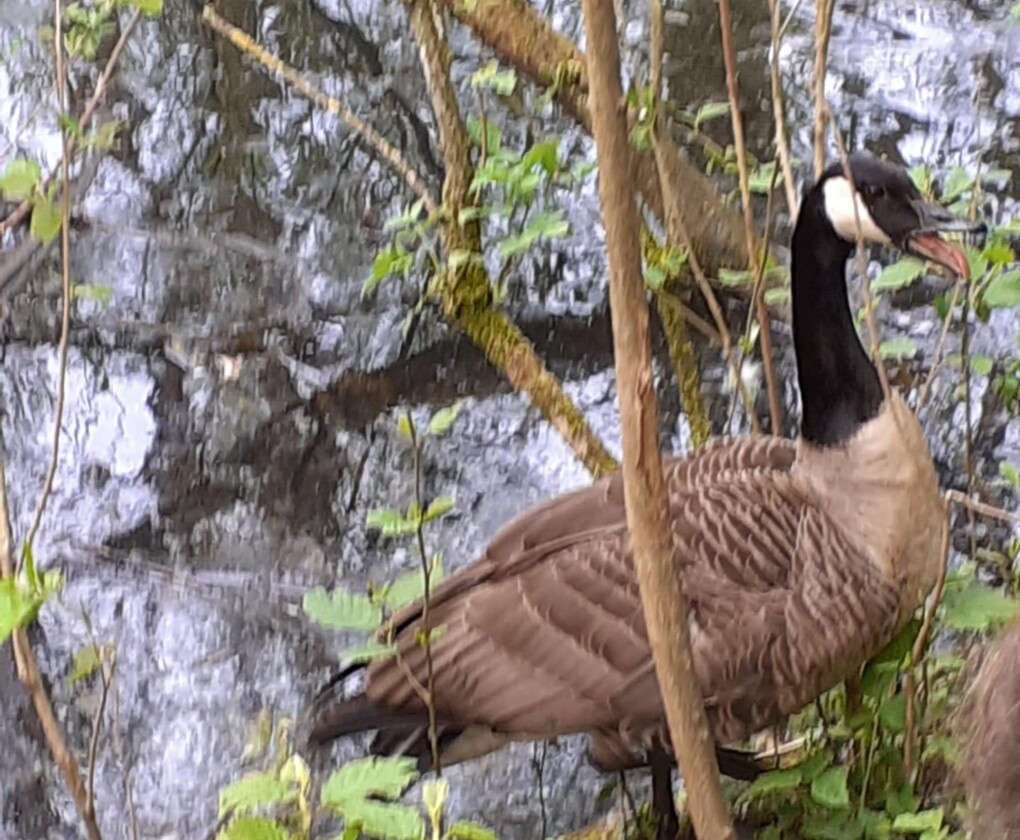 Van parkvogel tot plaag: de opmars van de Canadese gans. La Bernache du Canada: une espèce exotique envahissante dans nos régions