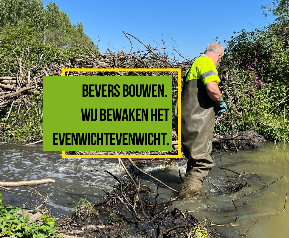 Samenwerken aan preventieve aanpak van wateroverlast door beverdammen