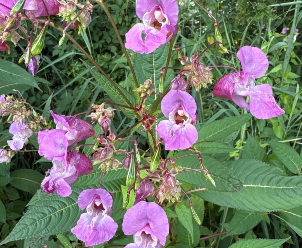 Reuzenbalsemien - Impatiens glandulifera
