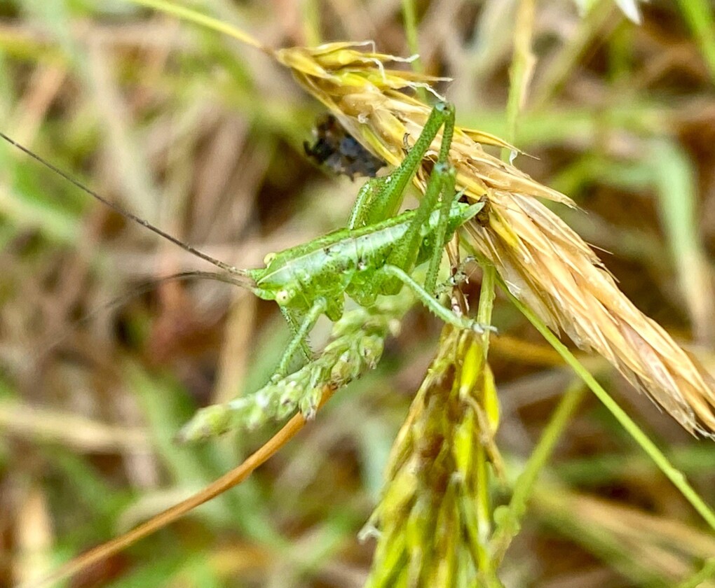 De Paai in Dessel: verborgen stukje natuurpracht