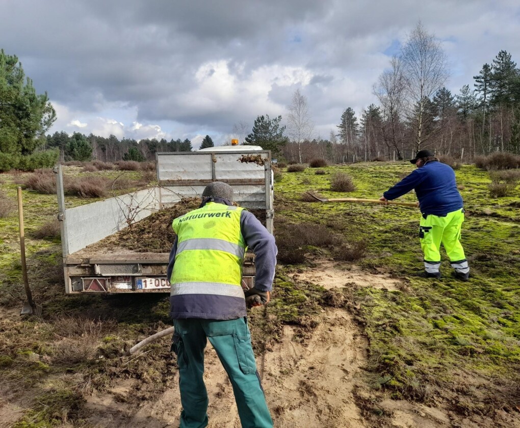 Vrijmaken van mos op de heide