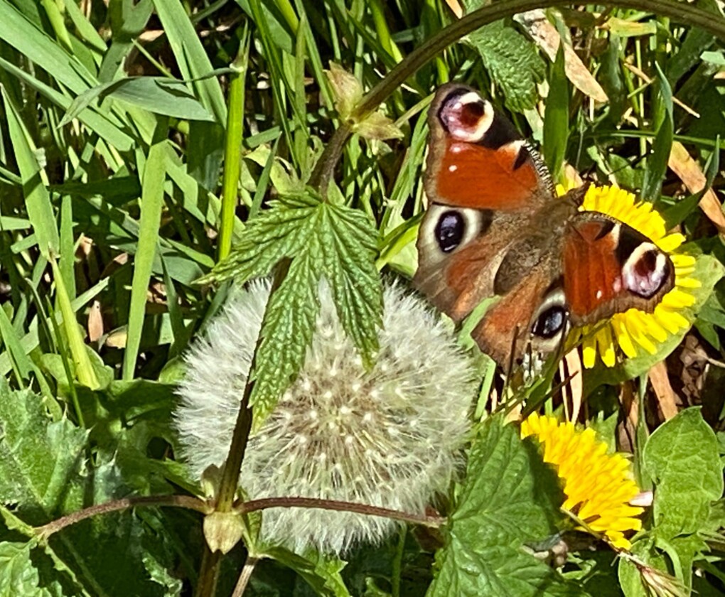 Biodiversiteit bij Brepols Publishers in Turnhout