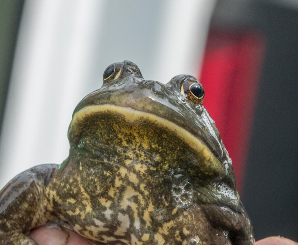 Ecopedia: Case-study Project Amerikaanse stierkikker door Natuurwerk vzw