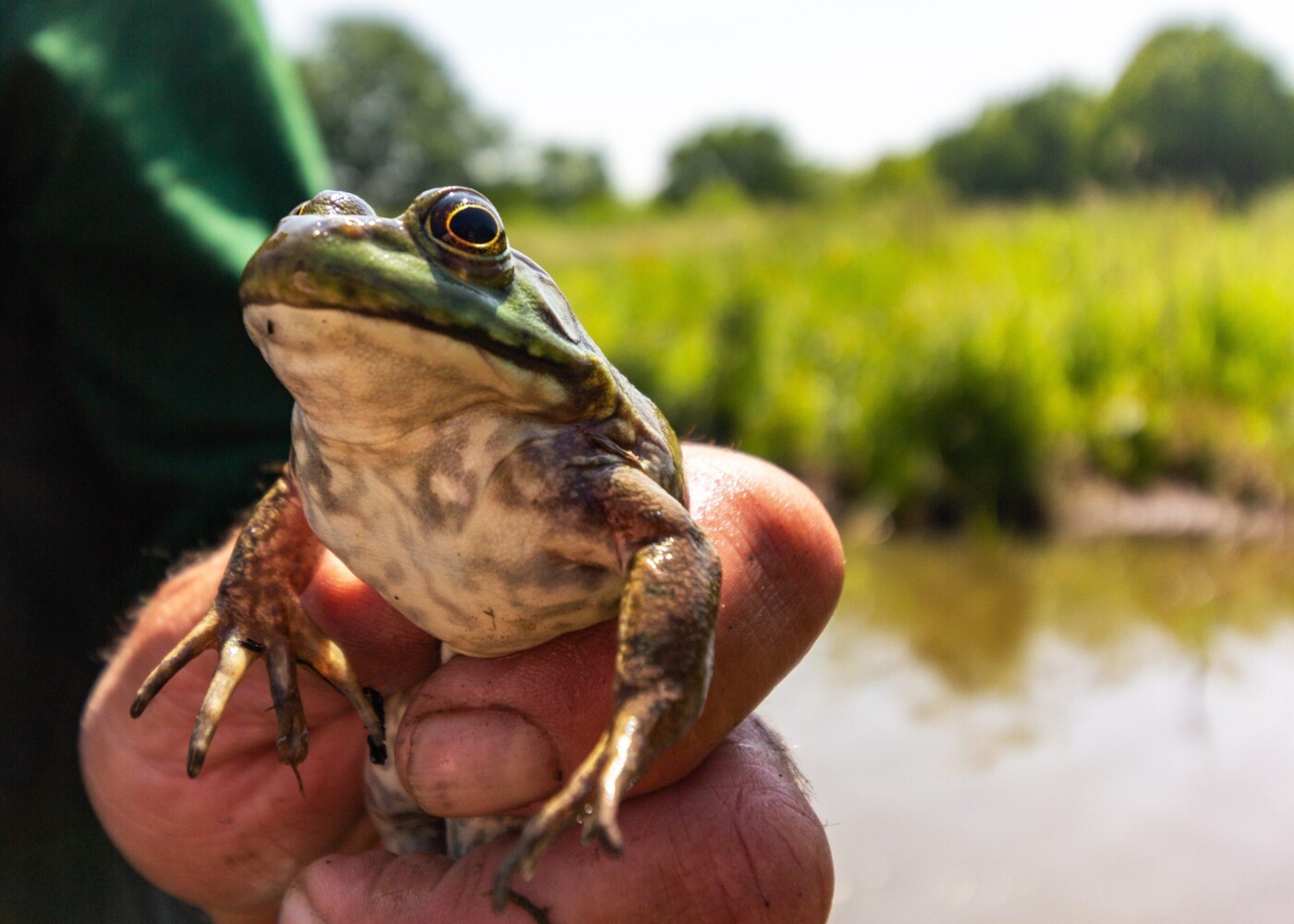 Exotenbeheer/Gestion des espèces exotiques
