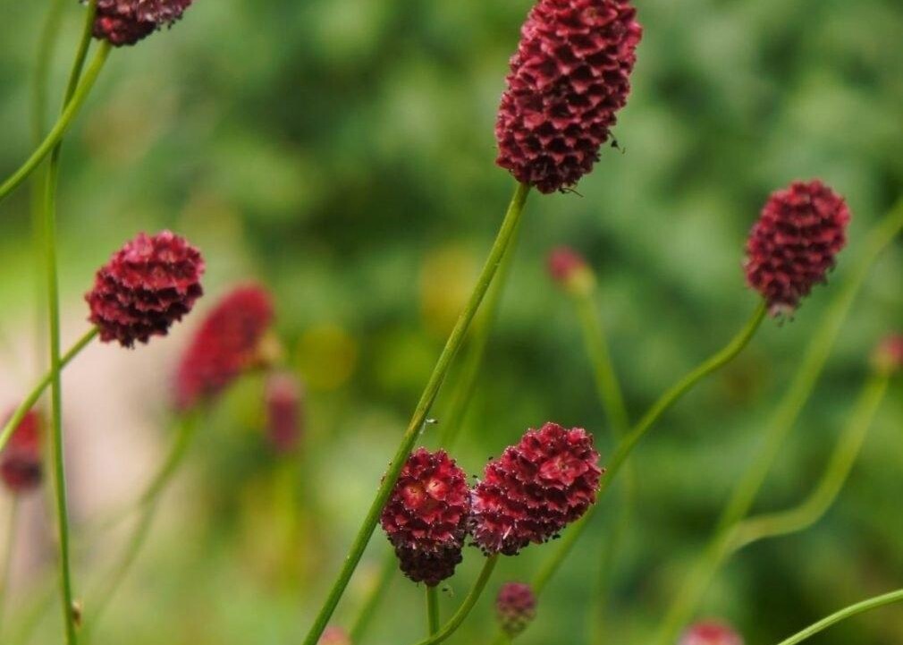 Bescherming van de Grote Pimpernel langs de Mark